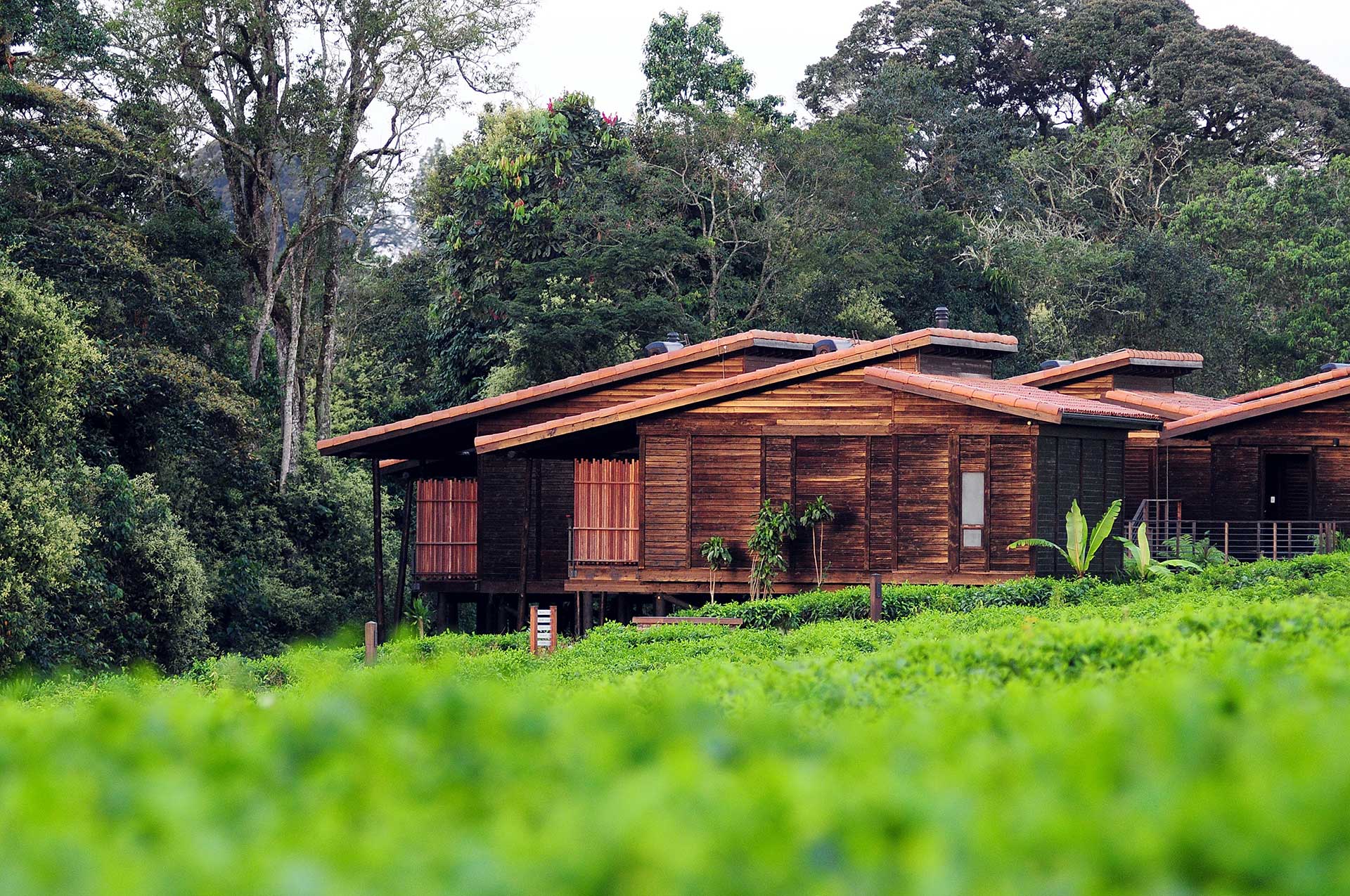 List of luxury lodges in Nyungwe forest national park on Rwanda chimpanzee tracking